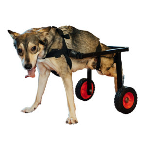 Коляски для собак инвалидов 77 (3)