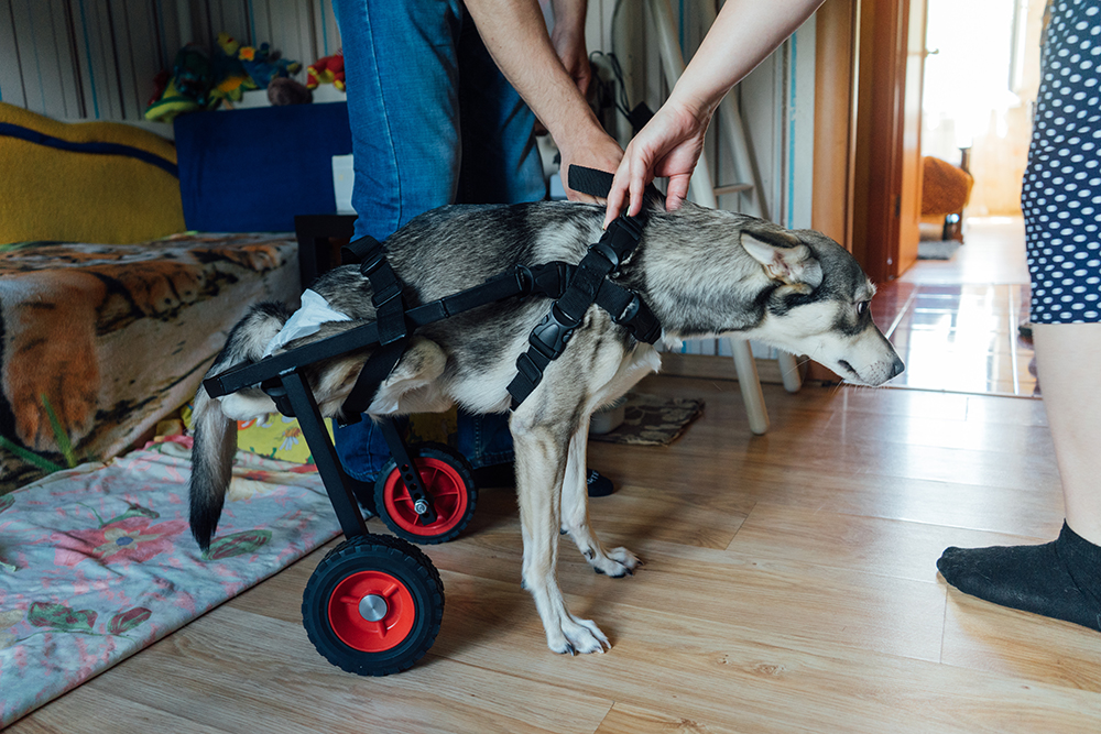 不寻常的爱好：乌苏里斯克（Ussuriisk）的一个女孩为动物制作轮椅