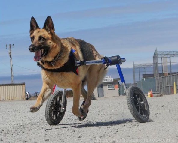 Инвалидные коляски Dog wheelchairs