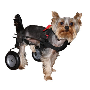 Коляски для собак инвалидов 77 (1)